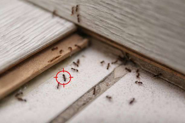 Best Termite Control Services  in Fayetteville, AL