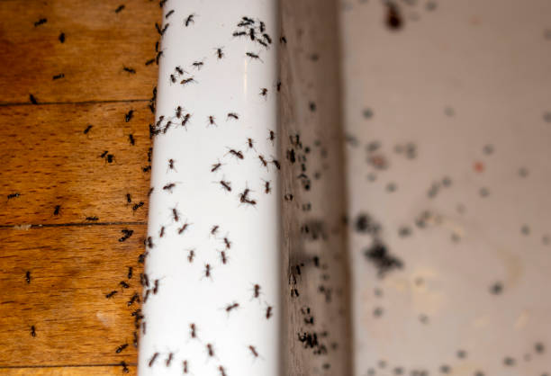 Best Wasp Removal Services  in Fayetteville, AL